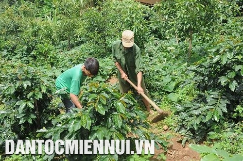 Các chính sách hộ trợ về vốn, cây trồng giúp người Xê-đăng phát triển kinh tế gia đình. Ảnh: Văn Phương