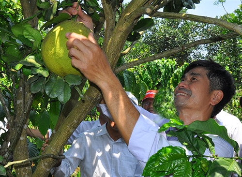 Ông Trần Xuân Hiến hái bưởi da xanh