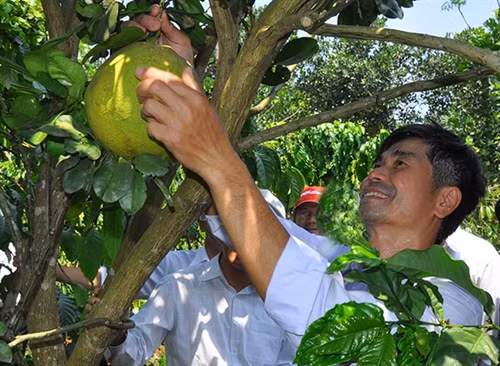 Ông Trần Xuân Hiến hái bưởi da xanh