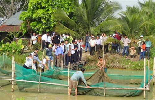 Thu hoạch cá thát lát. Ảnh: nongthon.vn Thu hoạch cá thát lát. Ảnh: nongthon.vn