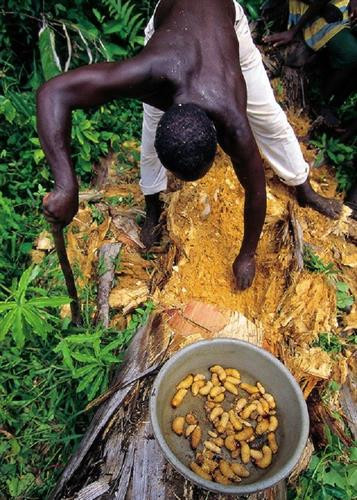 Bột cọ Sago và ấu trùng là món ăn ưa thích của người Korowai.