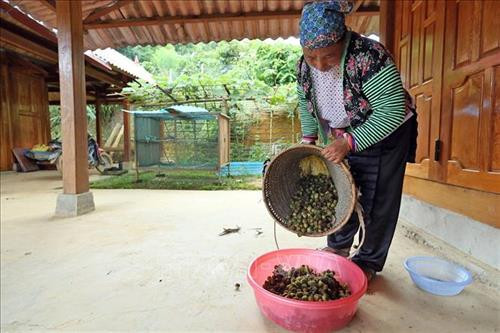 Quả sa nhân tươi sau được người dân thu hoạch. Ảnh: Phan Tuấn Anh - TTXVN Quả sa nhân tươi sau được người dân thu hoạch. Ảnh: Phan Tuấn Anh - TTXVN