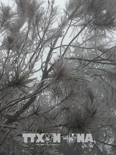 Đây là lần thứ ba băng giá xuất hiện tại đây kể trong vòng một tháng qua. Ảnh: Đỗ Tuấn Anh -TTXVN Đây là lần thứ ba băng giá xuất hiện tại đây kể trong vòng một tháng qua. Ảnh: Đỗ Tuấn Anh -TTXVN