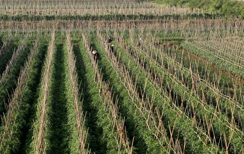 Theo định hướng đến năm 2020, Hà Nội sẽ mở rộng diện tích sản xuất rau an toàn lên hơn 16.000 ha, trong đó vùng sản xuất rau tập trung là 151 vùng, với tổng diện tích là 6.644,7 ha.