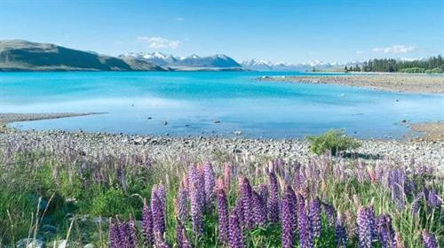 Hoa đậu Lupin bên bờ hồ Tekapo. Ảnh: Krzysztof Golik/Wikipedia/CC BY-SA 4.0