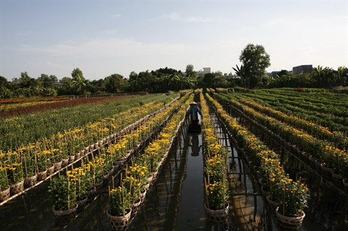 Sa Đéc là một trong những làng hoa nổi tiếng của đất phương Nam