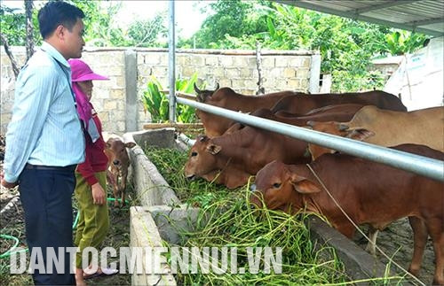 Đời sống đồng bào dân tộc ở huyện A Lưới đã thay đổi nhiều nhờ người dân nơi đây từ bỏ các phương thức sản xuất cũ, thực hiện các mô hình kinh tế mới. Ảnh: Hồ Cầu Huyện A Lưới chủ trương phát triển đàn bò đến năm 2020 đạt 10.000 con, làm cơ sở xây dựng thương hiệu "Thịt bò A Lưới". Ảnh: Hồ Cầu Là địa phương có tiềm năng lớn về diện tích đồi núi để trồng sim, trái sim được kỳ vọng là loại trái giảm nghèo bền vững trên quê hương A Lưới. Ảnh: Hồ Cầu