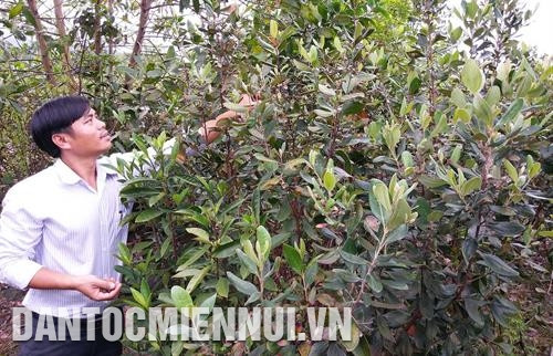 Đời sống đồng bào dân tộc ở huyện A Lưới đã thay đổi nhiều nhờ người dân nơi đây từ bỏ các phương thức sản xuất cũ, thực hiện các mô hình kinh tế mới. Ảnh: Hồ Cầu Huyện A Lưới chủ trương phát triển đàn bò đến năm 2020 đạt 10.000 con, làm cơ sở xây dựng thương hiệu "Thịt bò A Lưới". Ảnh: Hồ Cầu Là địa phương có tiềm năng lớn về diện tích đồi núi để trồng sim, trái sim được kỳ vọng là loại trái giảm nghèo bền vững trên quê hương A Lưới. Ảnh: Hồ Cầu