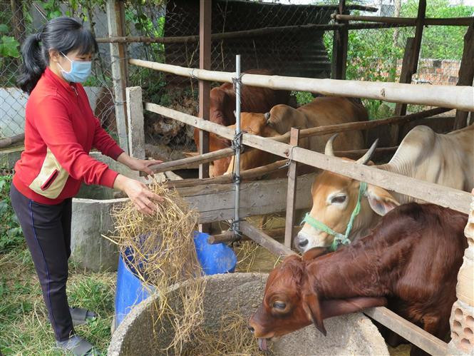 Các giống bò lang trắng xanh Bỉ (BBB), Brahman hay Droughtmaster được người dân tại Kon Tum ưa chuộng lai tạo bởi trọng lượng lớn, cho giá trị kinh tế cao. Ảnh: Dư Toán – TTXVN Lợi ích kinh tế từ chương trình lai tạo giống bò ảnh 2