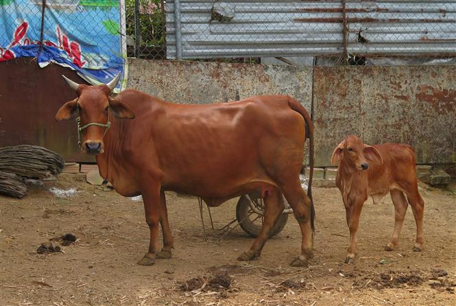 Bê con (nhỏ) lai từ giống bò Brahman của người dân tại Kon Tum có trọng lượng hơn 50 kg sau 2 tháng kể từ khi sinh. Ảnh: Dư Toán – TTXVN Lợi ích kinh tế từ chương trình lai tạo giống bò ảnh 1