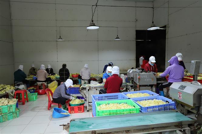 Sản phẩm măng Bát Độ của Công ty Cổ phần Yên Thành (huyện Yên Bình) qua chế biến đạt tiêu chuẩn xuất khẩu. Ảnh: Tiến Khánh - TTXVN Yên Bái phát triển rừng bền vững thông qua liên kết chuỗi giá trị ảnh 3