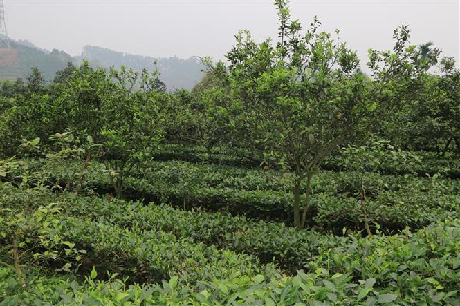 Hiệu quả rừng trồng được nâng cao nhờ đa dạng hóa cây trồng, tận dụng tối đa tầng tán và kỹ thuật thâm canh trên một đơn vị diện tích. Ảnh: Tiến Khánh - TTXVN Yên Bái phát triển rừng bền vững thông qua liên kết chuỗi giá trị ảnh 2