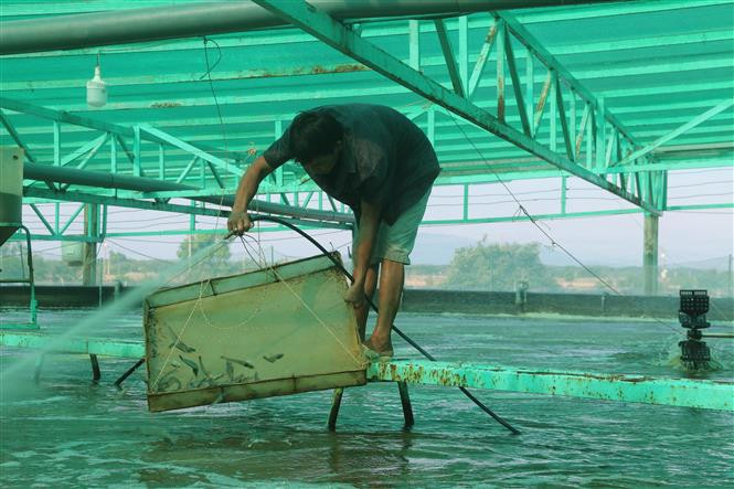 Nhờ ứng dụng công nghệ cao vào nuôi tôm siêu thâm canh đã đem lại thu nhập cao cho Hợp tác xã Nông nghiệp Quyết Thắng, thành phố Bà Rịa. Ảnh: Hoàng Nhị - TTXVN Lực đẩy từ phát triển các hợp tác xã đa ngành ở Bà Rịa - Vũng Tàu ảnh 1