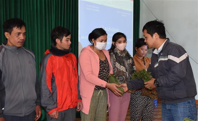 Người dân huyện Tu Mơ Rông nhận cây giống Sâm Ngọc Linh. Ảnh: TTXVN phát “Mặc giáp” cho sâm Ngọc Linh ảnh 4
