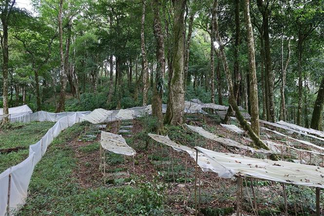 Vườn sâm Ngọc Linh tại xã Măng Ri, huyện Tu Mơ Rông (Kon Tum). Ảnh: Dương Giang-TTXVN “Mặc giáp” cho sâm Ngọc Linh ảnh 1