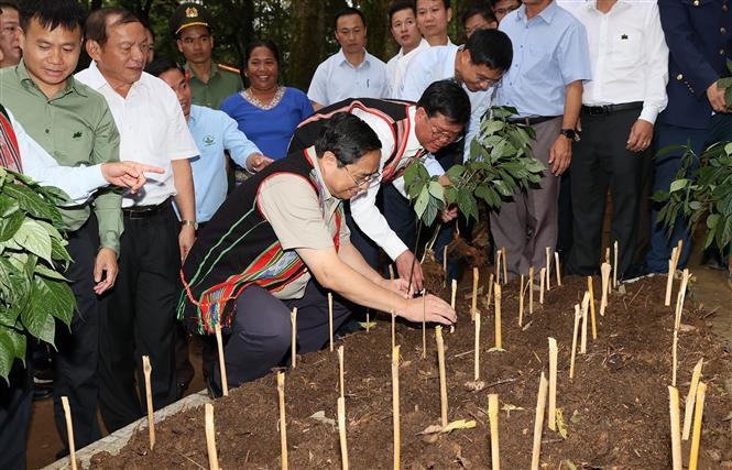Thủ tướng Phạm Minh Chính khảo sát vườn sâm Ngọc Linh tại xã Măng Ri, huyện Tu Mơ Rông (Kon Tum). Ảnh: Dương Giang-TTXVN “Mặc giáp” cho sâm Ngọc Linh ảnh 3
