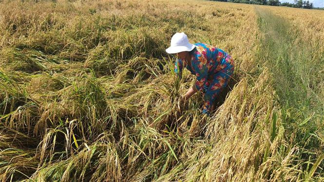 Nông dân ở Bạc Liêu vẫn đang chờ máy gặt đến thu hoạch lúa. Ảnh: Chanh Đa - TTXVN Thiếu nhiên liệu, máy gặt lúa "đắp chiếu" ảnh 5