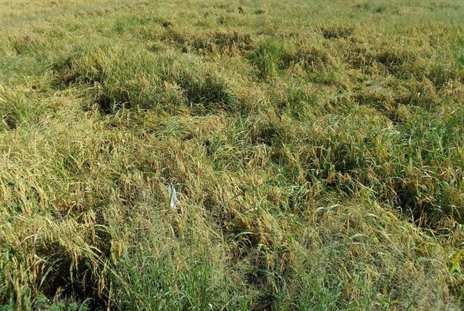 Nhiều trà lúa của nông dân bị đổ sập do mưa kéo dài thời gian qua, làm khó khăn cho việc đẩy nhanh tiến độ thu hoạch. Ảnh: Chanh Đa - TTXVN Thiếu nhiên liệu, máy gặt lúa "đắp chiếu" ảnh 1