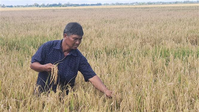 Nhiều diện tích lúa của nông dân ở huyện Phước Long đang chờ máy gặt đến thu hoạch. Ảnh: Chanh Đa - TTXVN Thiếu nhiên liệu, máy gặt lúa "đắp chiếu" ảnh 2