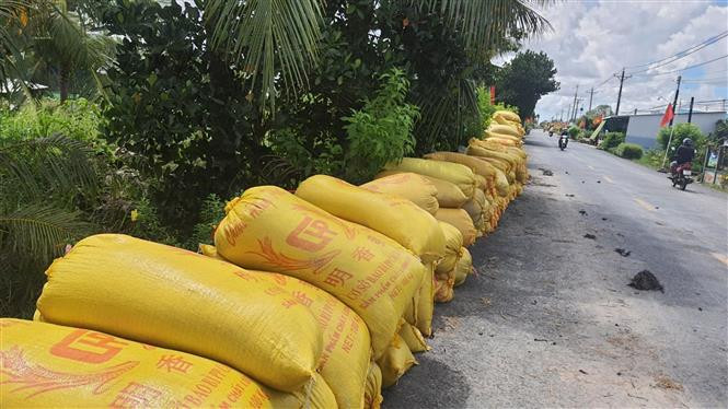 Lúa đã thu hoạch xong nhưng vắng bóng thương lái thu mua. Ảnh: Chanh Đa - TTXVN Thiếu nhiên liệu, máy gặt lúa "đắp chiếu" ảnh 4