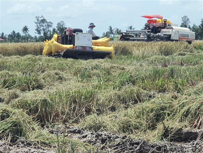 Nông dân huyện Hòa Bình (Bạc Liêu) thu hoạch lúa vụ Hè Thu 2022. Ảnh: Chanh Đa - TTXVN Thiếu nhiên liệu, máy gặt lúa "đắp chiếu" ảnh 3