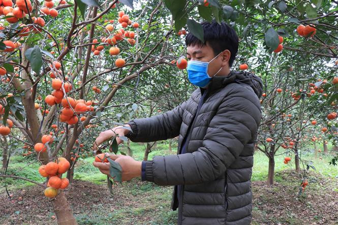 Nông dân xã Đình Tổ, huyện Thuận Thành thu hoạch cam canh. Ảnh: Thanh Thương - TTXVN Nông dân Bắc Ninh làm giàu từ trồng cây ăn quả ảnh 1