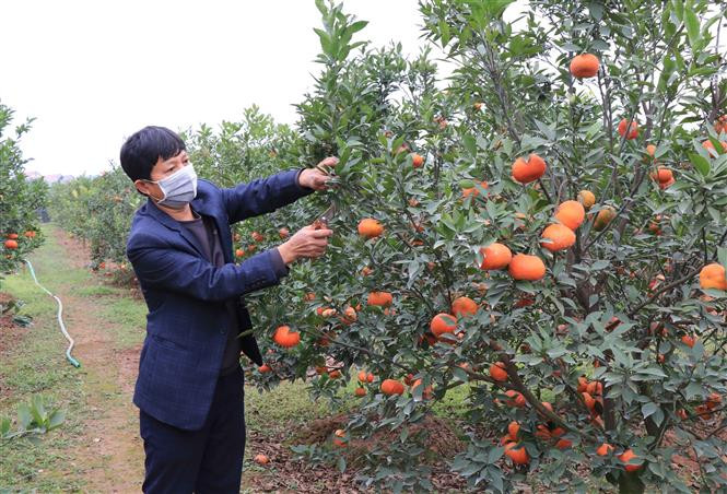 Tận dụng lợi thế vùng đất bãi ven sông nhiều phù sa, tơi, xốp, nhiều hộ dân ở xã Đình Tổ, huyện Thuận Thành đã chuyển đổi mục đích sử dụng từ trồng cây nông nghiệp ngắn ngày sang trồng cây ăn quả mang lại hiệu quả kinh tế cao. Ảnh: Thanh Thương - TTXVN Nông dân Bắc Ninh làm giàu từ trồng cây ăn quả ảnh 2