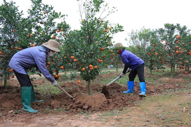 Nông dân xã Đình Tổ, huyện Thuận Thành đánh cam cảnh bán vào dịp Tết. Ảnh: Thanh Thương - TTXVN Nông dân Bắc Ninh làm giàu từ trồng cây ăn quả ảnh 3