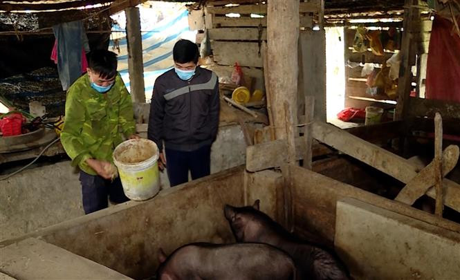 Anh Thèn Văn Hiển (bên phải) thăm hỏi, động viên 1 hộ dân trong thôn phát triển chăn nuôi lợn. Ảnh: Vũ Quang – TTXVN Bí thư chi bộ dân tộc Nùng giúp dân xóa bỏ hủ tục và phát triển kinh tế ảnh 1