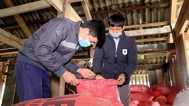 Anh Thèn Văn Hiển (bên trái) kiểm tra chất lượng lúa sau thu hoạch của 1 hộ dân trong thôn. Ảnh: Vũ Quang – TTXVN Bí thư chi bộ dân tộc Nùng giúp dân xóa bỏ hủ tục và phát triển kinh tế ảnh 5