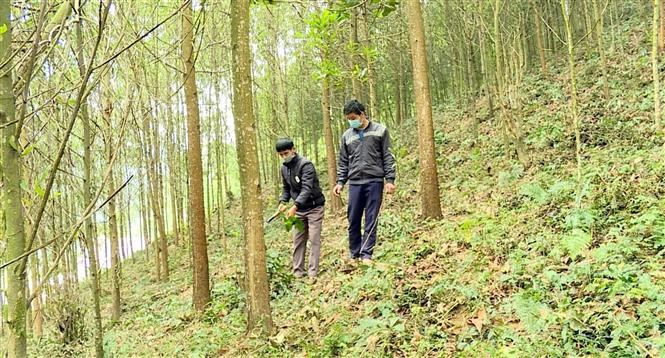 Anh Thèn Văn Hiển (bên phải) kiểm tra rừng trồng cùng với người dân trong thôn. Ảnh: Vũ Quang – TTXVN Bí thư chi bộ dân tộc Nùng giúp dân xóa bỏ hủ tục và phát triển kinh tế ảnh 4