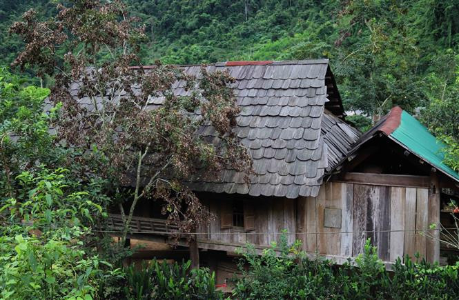 Nhiều nhà sàn cổ với kiến trúc mang đậm nét văn hóa của đồng bào Thái vẫn còn lưu giữ tại bản Na Ngân, xã Nga My (Tương Dương, Nghệ An). Ảnh: Xuân Tiến - TTXVN Nhịp sống yên bình giữa đại ngàn Pù Huống ảnh 3