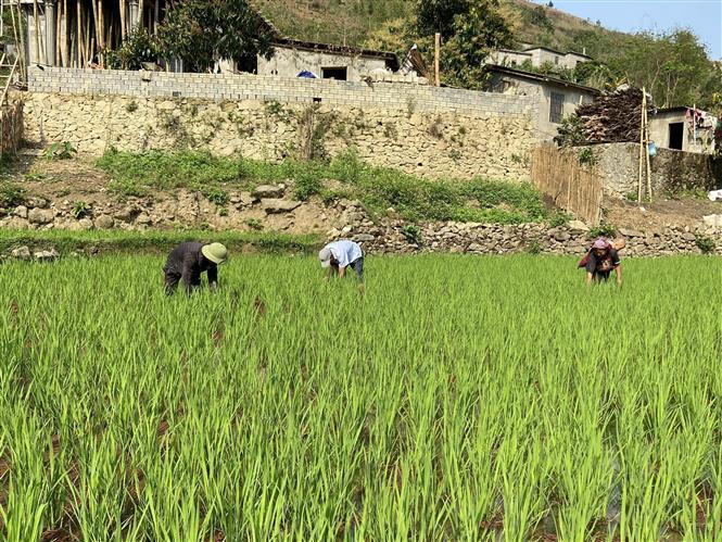 Lúa 2 vụ canh tác tại xã Sì Lở Lầu, Vàng Ma Chải, huyện Phong Thổ. Ảnh: Nguyễn Oanh - TTXVN Đưa lúa hai vụ lên vùng biên giới Phong Thổ ảnh 3