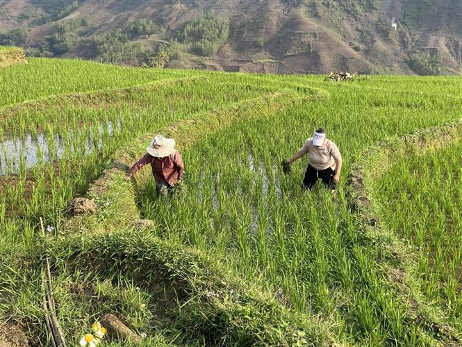 Người dân xã Sì Lở Lầu, huyện Phong Thổ chăm sóc lúa 2 vụ. Ảnh: Nguyễn Oanh - TTXVN Đưa lúa hai vụ lên vùng biên giới Phong Thổ ảnh 2