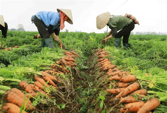 Nông dân xã Đức Chính, huyện Cẩm Giàng, tỉnh Hải Dương thu hoạch cà rốt vụ Đông năm 2021 - 2022. Ảnh: Vũ Sinh - TTXVN Lần đầu tiên Hải Dương tổ chức lễ hội thu hoạch cà rốt ảnh 1