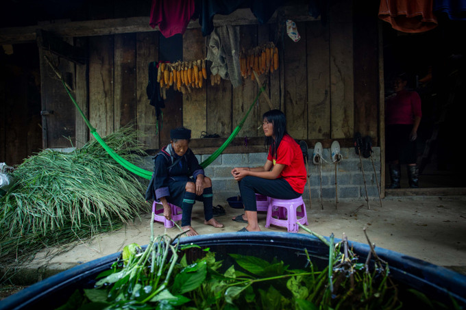 Để làm thuốc nhuộm, lá chàm được thu hoạch và ngâm cùng nước suối sạch trong thùng lớn suốt 3 ngày Sắc chàm của người Mông ở Sa Pa ảnh 3