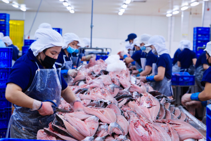 Thịt cá sau đó được chuyển đến phân xưởng định hình cá tra. Tại đây, cá tra được các công nhân sơ chế thành các sản phẩm phi lê, cắt khúc, xẻ bướm… theo các đơn đặt hàng của khách hàng nước ngoài. Ảnh: Trọng Chính Vận hội mới cho Đồng bằng sông Cửu Long ảnh 19