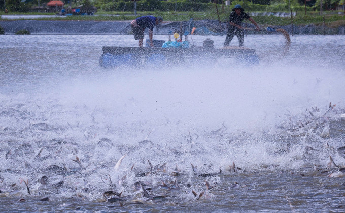 Để đảm bảo chất lượng nguyên liệu cá tra đầu vào, Công ty Nam Việt xây dựng vùng nuôi cá tra lớn với tổng diện tích hơn 600 ha. Công ty hiện đang cung cấp sản phẩm cho hơn 100 quốc gia, hiện tại có 18 vùng nuôi trong đó có 1 dự án lớn 600 hécta. Ảnh: Trọng Chính Vận hội mới cho Đồng bằng sông Cửu Long ảnh 15