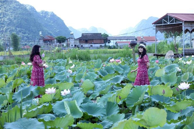 Du khách chụp ảnh trong đầm sen. Ảnh: Anh Tuấn – TTXVN Trải nghiệm các hoạt động tại Tuần Văn hóa – Du lịch Bắc Sơn năm 2022 ảnh 6