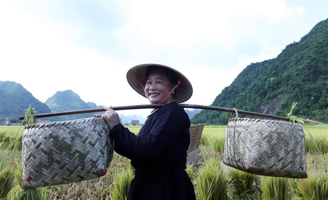 Du khách trải nghiệm thu hoạch lúa bằng công cụ thô sơ. Ảnh: Anh Tuấn – TTXVN Trải nghiệm các hoạt động tại Tuần Văn hóa – Du lịch Bắc Sơn năm 2022 ảnh 1
