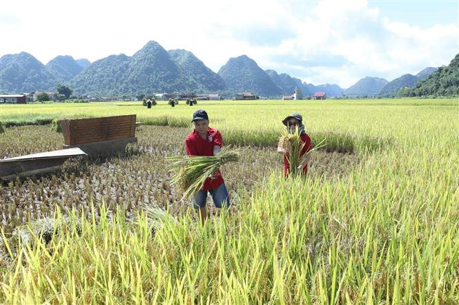 Du khách trải nghiệm thu hoạch lúa bằng công cụ thô sơ. Ảnh: Anh Tuấn – TTXVN Trải nghiệm các hoạt động tại Tuần Văn hóa – Du lịch Bắc Sơn năm 2022 ảnh 4