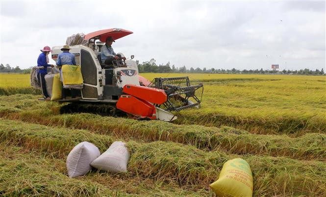 Thu hoạch lúa Đông Xuân tại huyện Vị Thủy, tỉnh Hậu Giang. Ảnh: Duy Khương - TTXVN Sức bật Hậu Giang ảnh 2