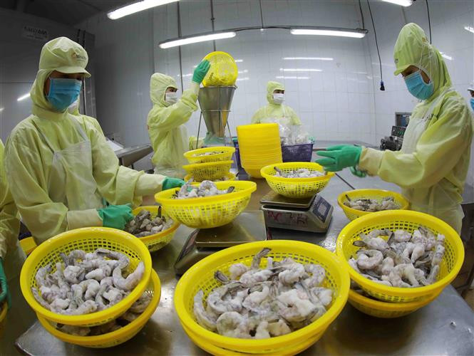 Chế biến tôm đông lạnh xuất khẩu tại nhà máy của Tập đoàn Minh Phú, tỉnh Hậu Giang. Ảnh: Vũ Sinh - TTXVN Sức bật Hậu Giang ảnh 8