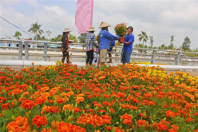 Sắc xuân bên đường Trần Hưng Đạo, thành phố Vị Thanh, tỉnh Hậu Giang. Ảnh: Duy Khương - TTXVN Sức bật Hậu Giang ảnh 1