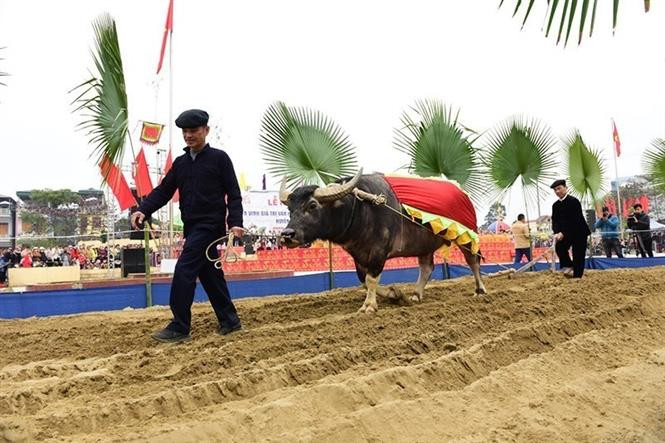 Nghi thức xuống đồng cầy ruộng tại Lễ hội. Ảnh: Quang Cường -TTXVN Nô nức Lễ hội Lồng Tông - Ngày hội xuống đồng của dân tộc Tày tại Tuyên Quang ảnh 5