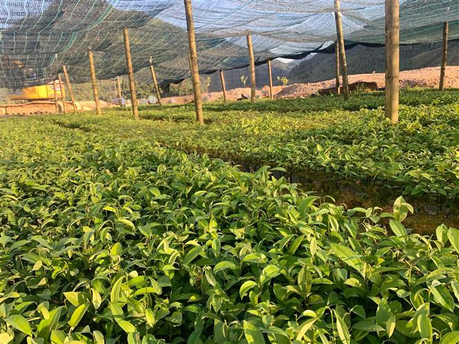 Nghi vấn núp bóng vườn ươm quế giống để khai thác, chế biến khoáng sản tại xã Can Hồ, huyện Mường Tè, tỉnh Lai Châu. Ảnh: Nguyễn Oanh - TTXVN Lai Châu: Núp bóng vườn ươm quế giống để khai thác, chế biến khoáng sản? ảnh 1