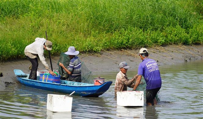 HTX Ngã Bát cung ứng con giống, vật tư nông nghiệp giúp giảm chi phí, tăng lợi nhuận cho mô hình sản xuất tôm-lúa ở xã Đông Hưng B, huyện An Minh (Kiên Giang). Ảnh: Văn Sĩ - TTXVN Cần nhiều cơ chế hỗ trợ hoạt động của hợp tác xã ảnh 2
