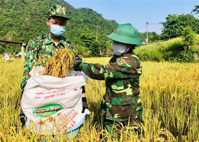 Bộ đội Biên phòng Quảng Trị giúp dân xã Hướng Lập (Hướng Hóa, Quảng Trị) thu hoạch lúa. Ảnh: Hồ Cầu - TTXVN “Gần dân, sát dân” (Bài 1) ảnh 5