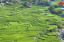 Sapa mùa lúa xanh: Bình yên nép giữa thung lũng mây 