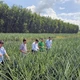 Chuyển đổi cây trồng cho hiệu quả cao trên vùng phèn trũng